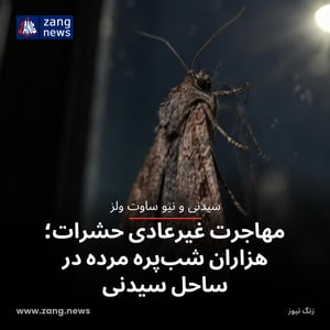 مهاجرت غیرعادی حشرات؛ هزاران شب‌پره مرده در ساحل سیدنی