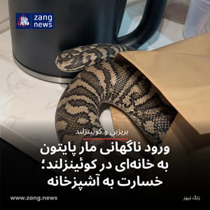 ورود ناگهانی مار پایتون به خانه‌ای در کوئینزلند؛ خسارت به آشپزخانه
