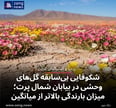 شکوفایی بی‌سابقه گل‌های وحشی در بیابان شمال پرت؛ میزان بارندگی بالاتر از میانگین