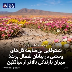 شکوفایی بی‌سابقه گل‌های وحشی در بیابان شمال پرت؛ میزان بارندگی بالاتر از میانگین