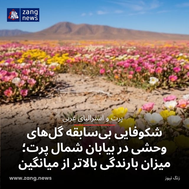 شکوفایی بی‌سابقه گل‌های وحشی در بیابان شمال پرت؛ میزان بارندگی بالاتر از میانگین