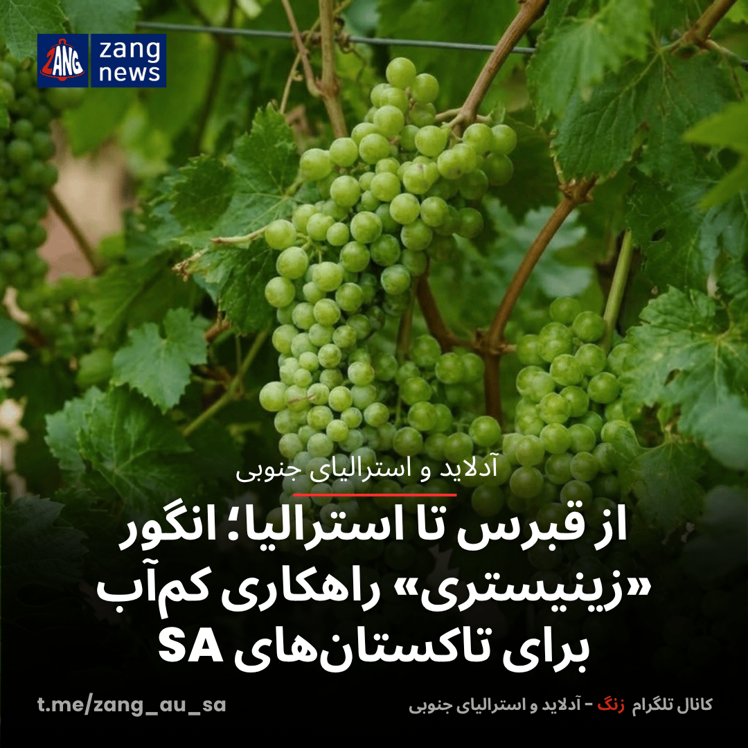 از قبرس تا استرالیا؛ انگور «زینیستری» راهکاری کم‌آب برای تاکستان‌های SA