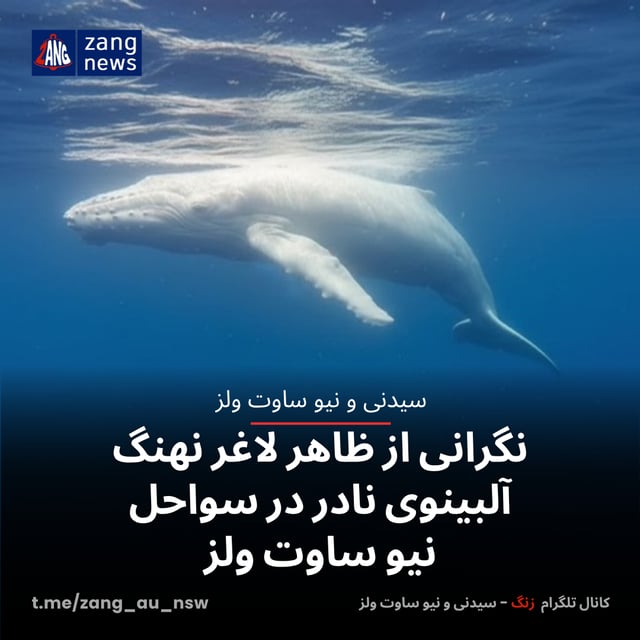 نگرانی از ظاهر لاغر نهنگ آلبینوی نادر در سواحل نیو ساوت ولز