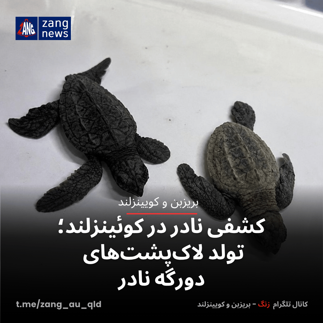 کشفی نادر در کوئینزلند؛ تولد لاک‌پشت‌های دورگه نادر