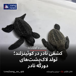 کشفی نادر در کوئینزلند؛ تولد لاک‌پشت‌های دورگه نادر