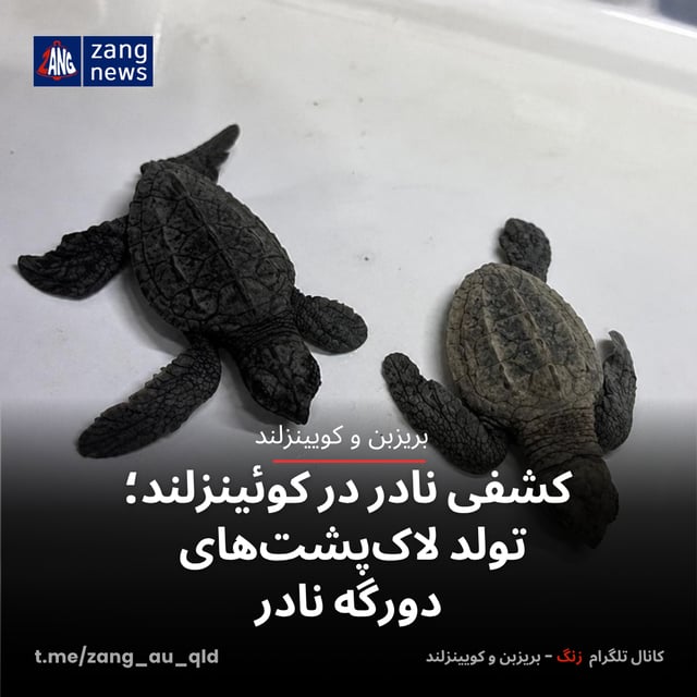 کشفی نادر در کوئینزلند؛ تولد لاک‌پشت‌های دورگه نادر