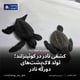 کشفی نادر در کوئینزلند؛ تولد لاک‌پشت‌های دورگه نادر