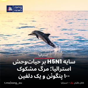 سایه H5N1 بر حیات‌وحش استرالیا؛ مرگ مشکوک ۱۰۰ پنگوئن و یک دلفین