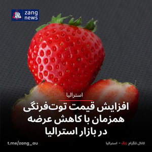 افزایش قیمت توت‌فرنگی همزمان با کاهش عرضه در بازار استرالیا