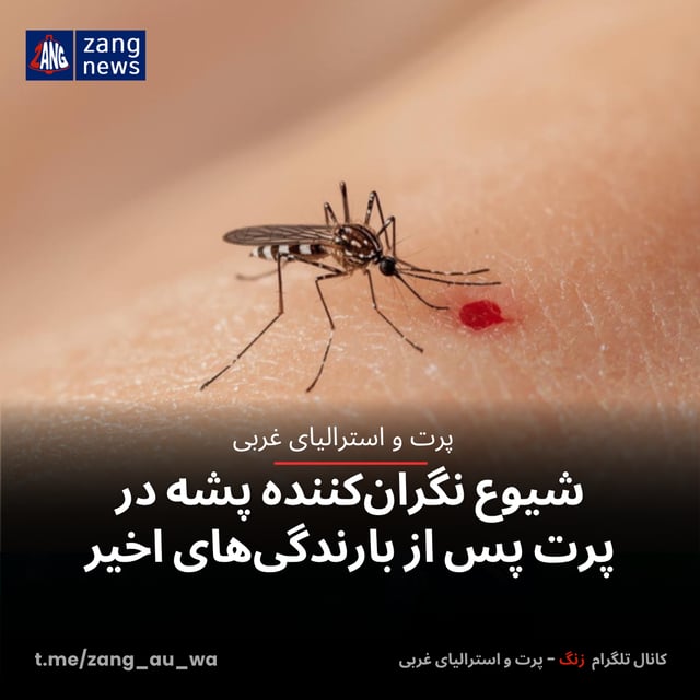 شیوع نگران‌کننده پشه‌ در پرت پس از بارندگی‌های اخیر