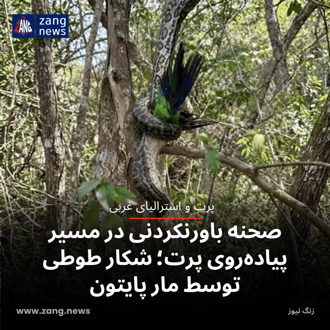 صحنه باورنکردنی در مسیر پیاده‌روی پرت؛ شکار طوطی توسط مار پایتون