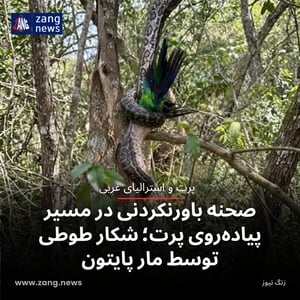 صحنه باورنکردنی در مسیر پیاده‌روی پرت؛ شکار طوطی توسط مار پایتون