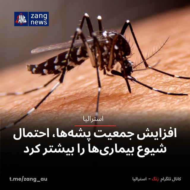 افزایش جمعیت پشه‌ها، احتمال شیوع بیماری‌ها را بیشتر کرد