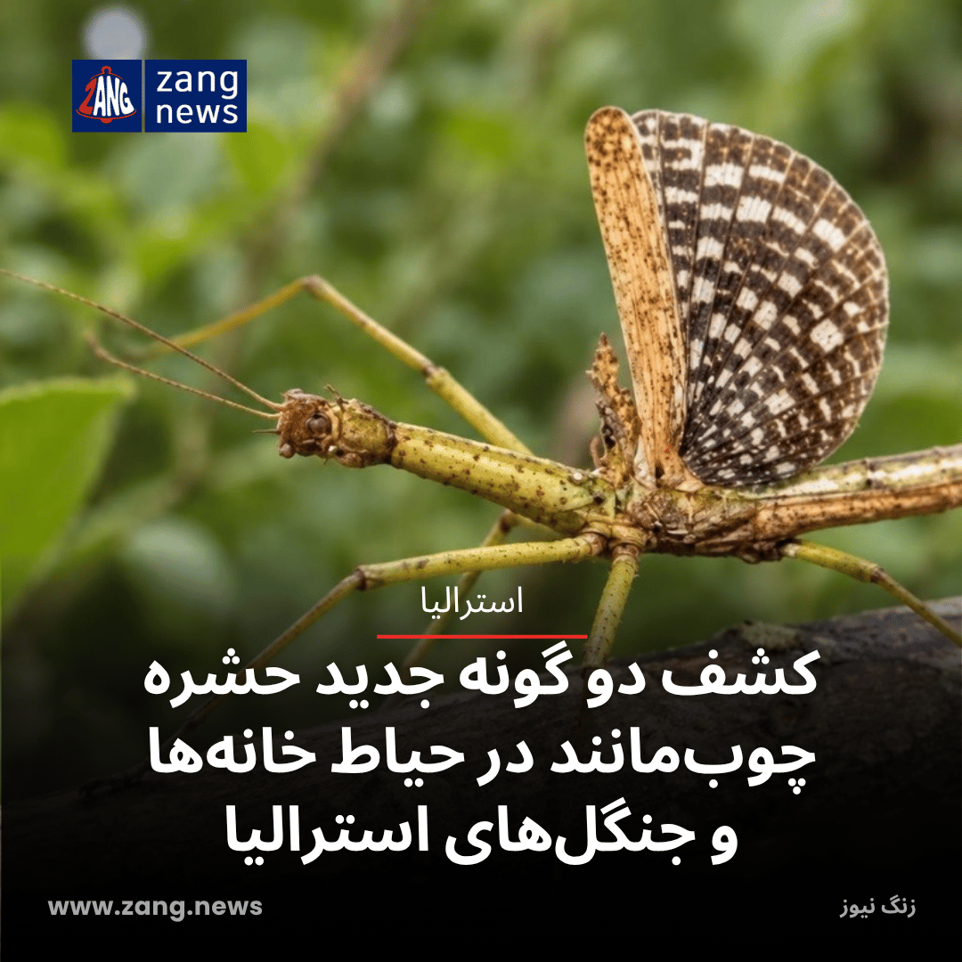 کشف دو گونه جدید حشره چوب‌مانند در حیاط خانه‌ها و جنگل‌های استرالیا