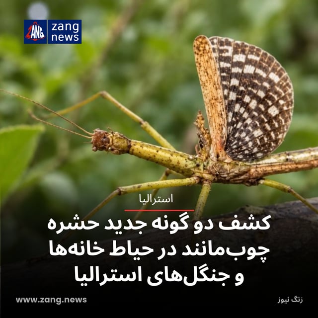 کشف دو گونه جدید حشره چوب‌مانند در حیاط خانه‌ها و جنگل‌های استرالیا