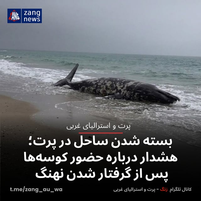 بسته شدن ساحل در پرت؛ هشدار درباره حضور کوسه‌ها پس از گرفتار شدن نهنگ
