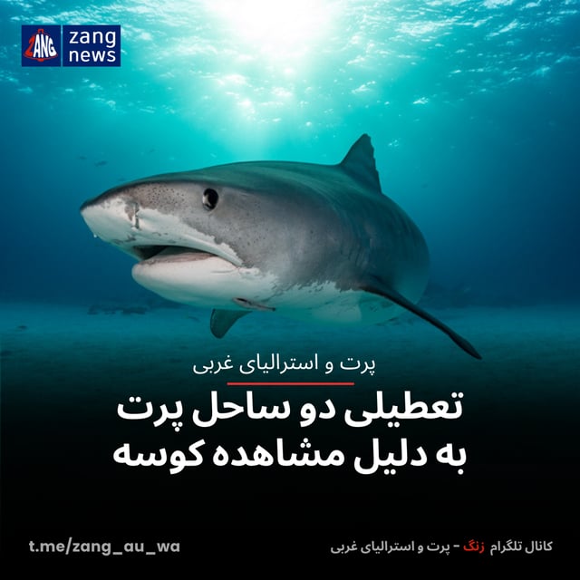 تعطیلی دو ساحل پرت به دلیل مشاهده کوسه
