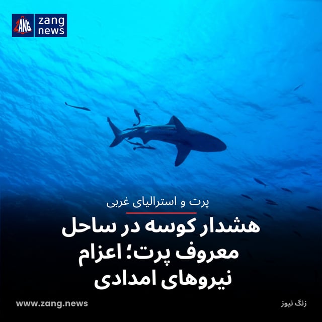 هشدار کوسه در ساحل معروف پرت؛ اعزام نیروهای امدادی