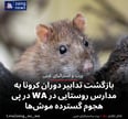 بازگشت تدابیر دوران کرونا به مدارس روستایی در WA در پی هجوم گسترده موش‌ها