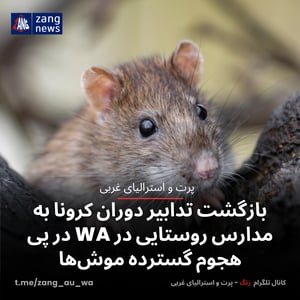 بازگشت تدابیر دوران کرونا به مدارس روستایی در WA در پی هجوم گسترده موش‌ها