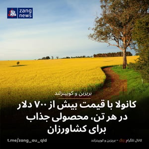 کانولا با قیمت بیش از ۷۰۰ دلار در هر تن، محصولی جذاب برای کشاورزان