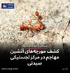 کشف مورچه‌های آتشین مهاجم در مرکز لجستیکی سیدنی