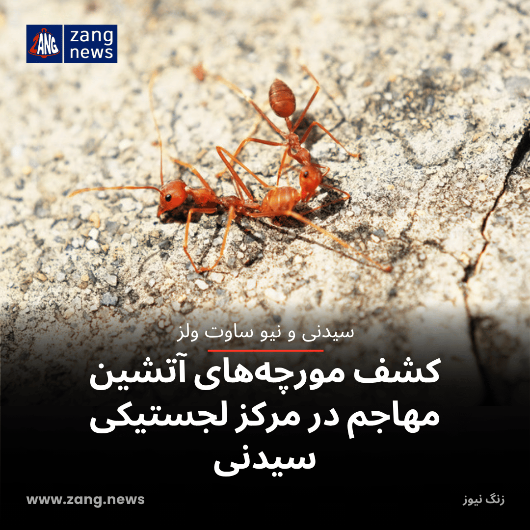 کشف مورچه‌های آتشین مهاجم در مرکز لجستیکی سیدنی