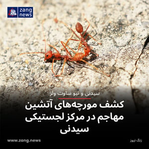 کشف مورچه‌های آتشین مهاجم در مرکز لجستیکی سیدنی