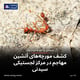 کشف مورچه‌های آتشین مهاجم در مرکز لجستیکی سیدنی