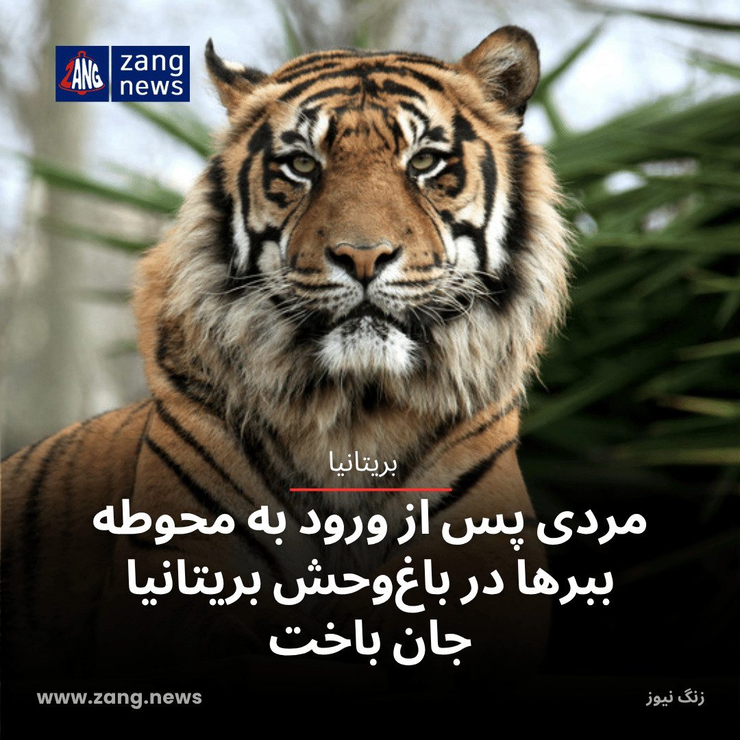 مردی پس از ورود به محوطه ببرها در باغ‌وحش بریتانیا جان باخت