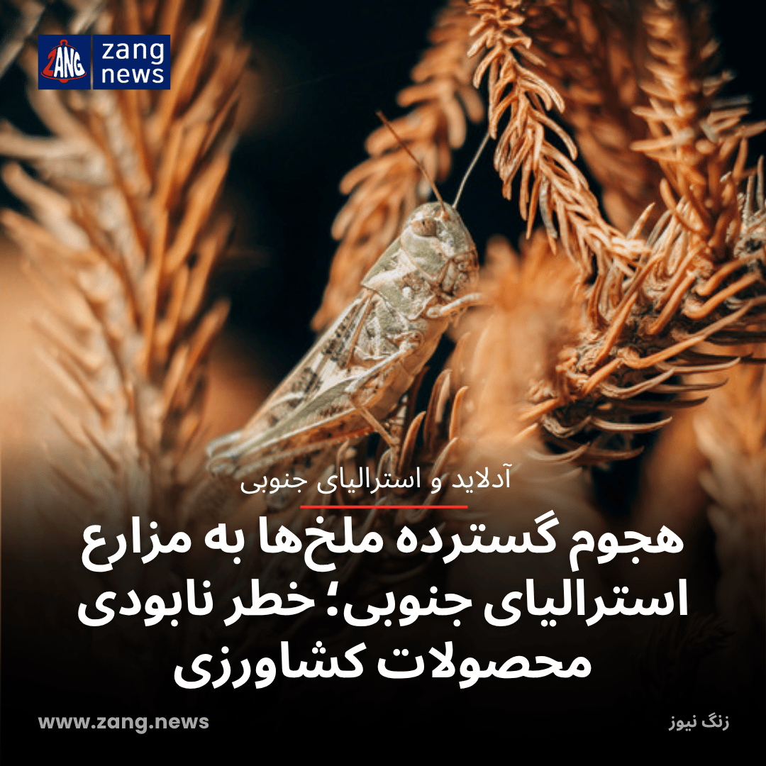 هجوم گسترده ملخ‌ها به مزارع استرالیای جنوبی؛ خطر نابودی محصولات کشاورزی