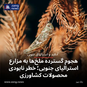 هجوم گسترده ملخ‌ها به مزارع استرالیای جنوبی؛ خطر نابودی محصولات کشاورزی