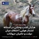 هزاران اسب وحشی در آستانه کشتار هوایی؛ اختلاف میان دولت و حامیان حیوانات
