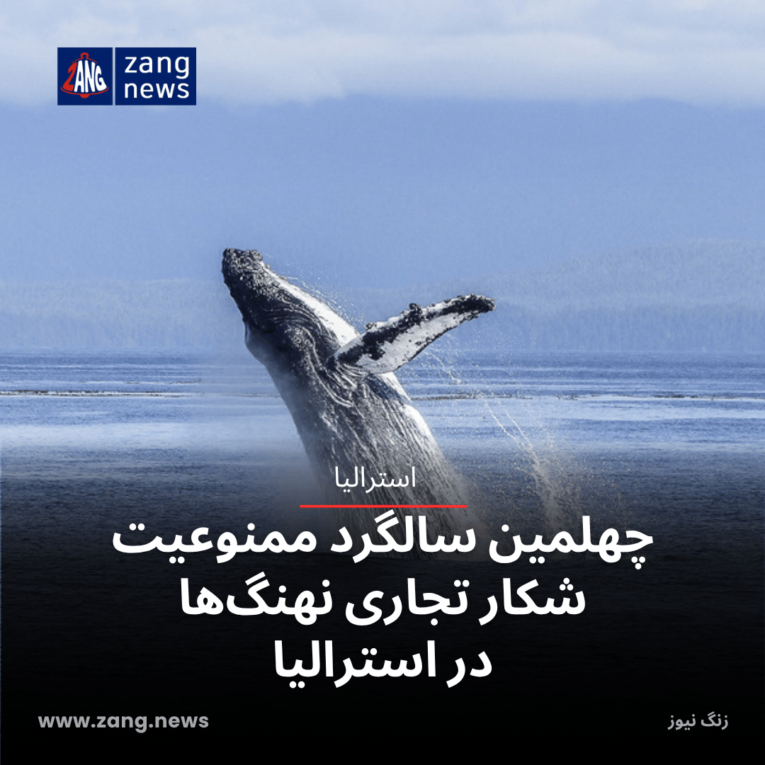 چهلمین سالگرد ممنوعیت شکار تجاری نهنگ‌ها در استرالیا