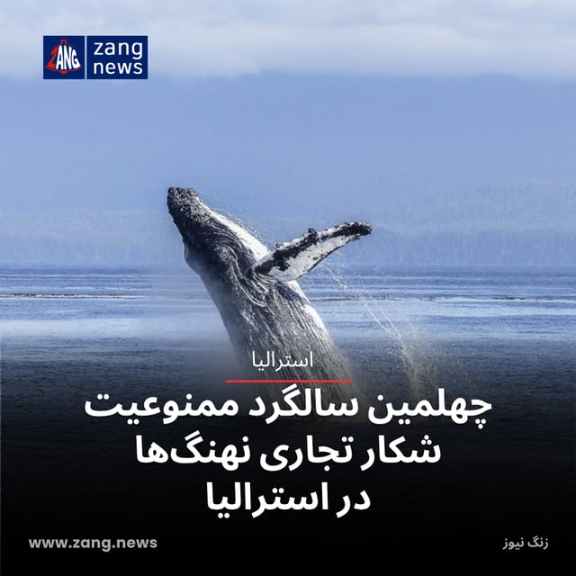 چهلمین سالگرد ممنوعیت شکار تجاری نهنگ‌ها در استرالیا