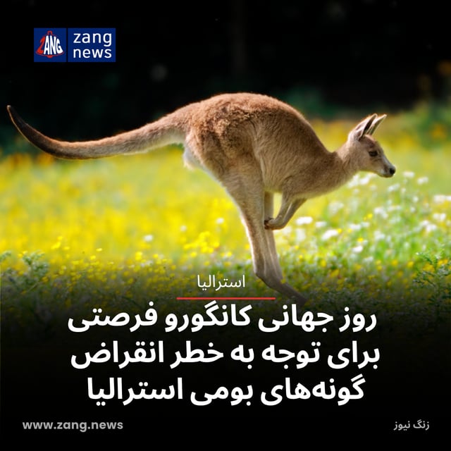 روز جهانی کانگورو فرصتی برای توجه به خطر انقراض گونه‌های بومی استرالیا