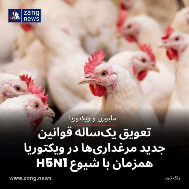 تعویق یک‌ساله قوانین جدید مرغداری‌ها در ویکتوریا همزمان با شیوع H5N1