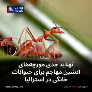 تهدید جدی مورچه‌های آتشین مهاجم برای حیوانات خانگی در استرالیا