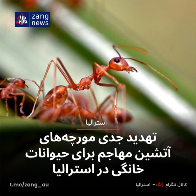 تهدید جدی مورچه‌های آتشین مهاجم برای حیوانات خانگی در استرالیا