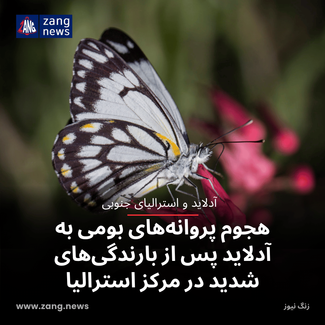 هجوم پروانه‌های بومی به آدلاید پس از بارندگی‌های شدید در مرکز استرالیا