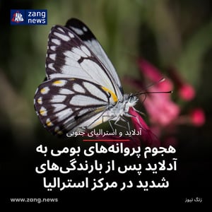 هجوم پروانه‌های بومی به آدلاید پس از بارندگی‌های شدید در مرکز استرالیا