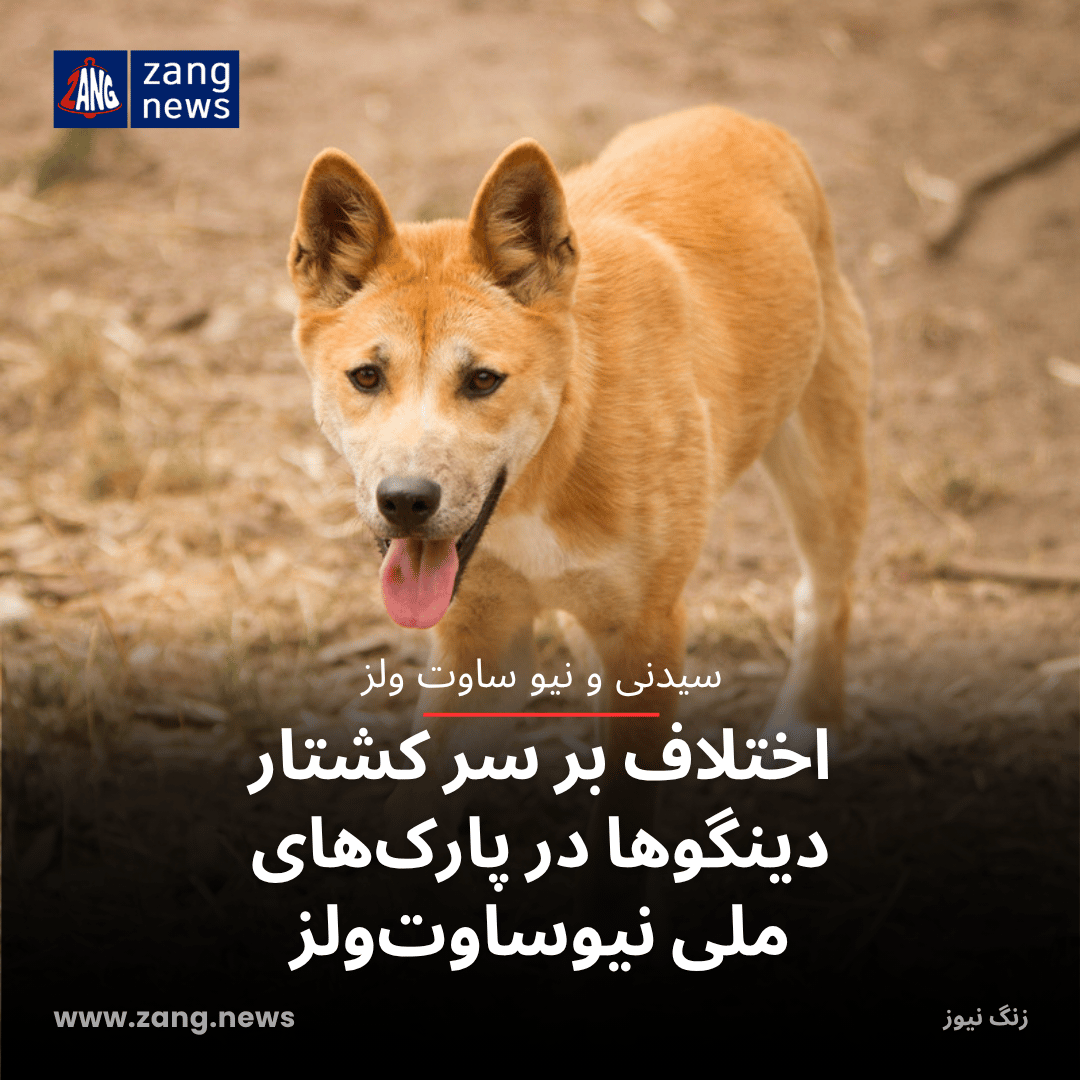 اختلاف بر سر کشتار دینگوها در پارک‌های ملی نیوساوت‌ولز