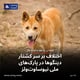 اختلاف بر سر کشتار دینگوها در پارک‌های ملی نیوساوت‌ولز