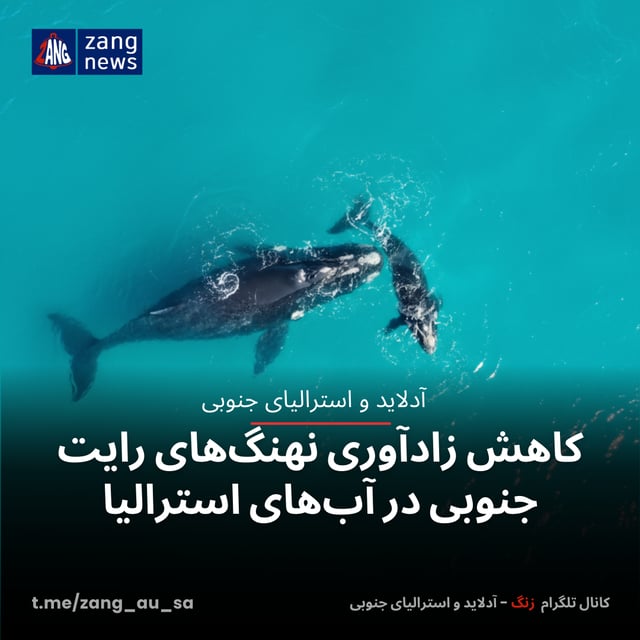کاهش زادآوری نهنگ‌های رایت جنوبی در آب‌های استرالیا