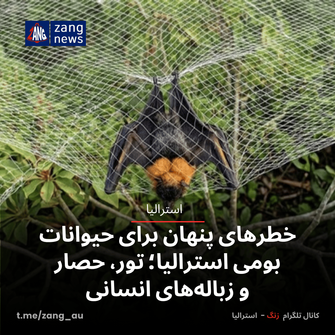خطرهای پنهان برای حیوانات بومی استرالیا؛ تور، حصار و زباله‌های انسانی