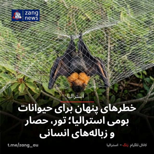 خطرهای پنهان برای حیوانات بومی استرالیا؛ تور، حصار و زباله‌های انسانی
