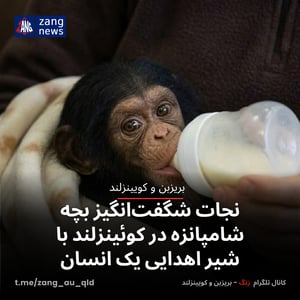 نجات شگفت‌انگیز بچه‌ شامپانزه در کوئینزلند با شیر اهدایی یک انسان