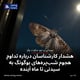 هشدار کارشناسان درباره تداوم هجوم شب‌پره‌های بوگونگ به سیدنی تا ماه آینده