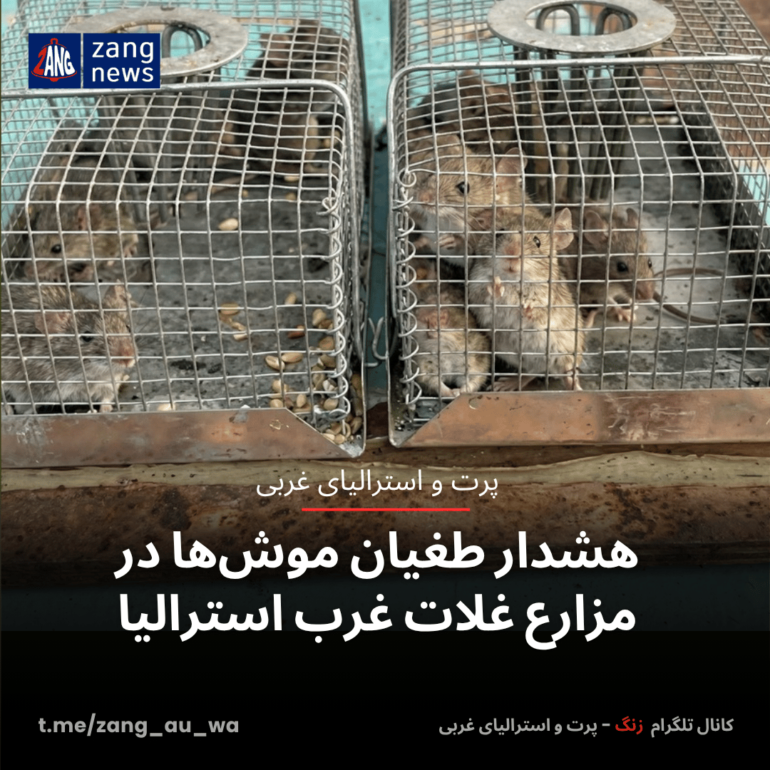هشدار طغیان موش‌ها در مزارع غلات غرب استرالیا