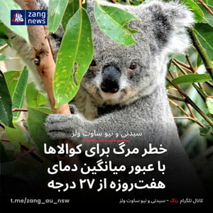 خطر مرگ برای کوالاها با عبور میانگین دمای هفت‌روزه از ۲۷ درجه